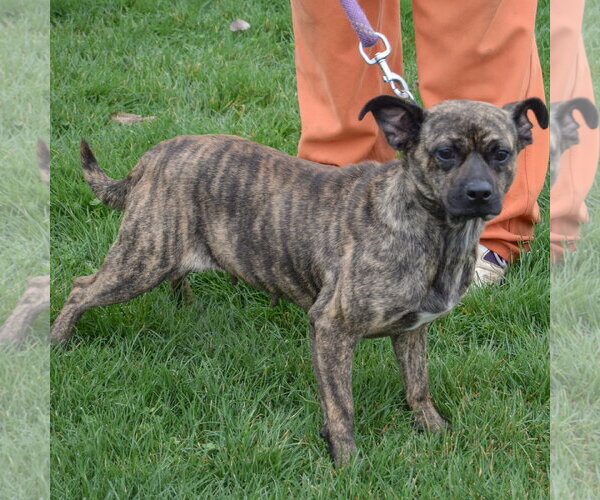 Medium Photo #7 Buggs Puppy For Sale in Huntley, IL, USA