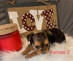 Small Photo #4 Yorkshire Terrier Puppy For Sale in HAMPTON, VA, USA