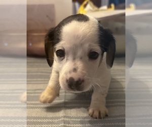 Dachshund Puppy for sale in CROSSVILLE, TN, USA