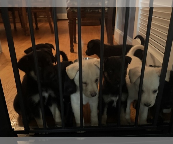 Medium Photo #1 Malinois Puppy For Sale in RICHMOND, VA, USA
