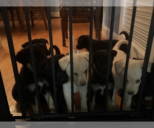 Malinois Puppy for Sale in RICHMOND, Virginia USA