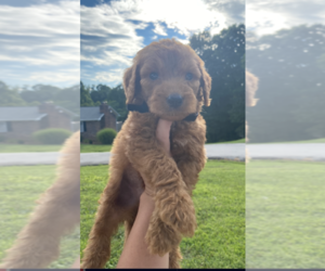 Goldendoodle Puppy for sale in CORBIN, KY, USA
