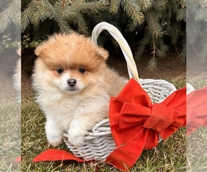 Pomeranian Puppy for sale in MIDDLEBURY, IN, USA