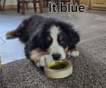 Small Photo #34 Bernese Mountain Dog Puppy For Sale in SALMON, ID, USA
