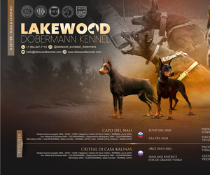 Doberman Pinscher Litter for sale in FORT LAUDERDALE, FL, USA