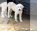 Puppy Fuzz Great Pyrenees-Labradoodle Mix