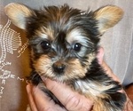 Puppy Puppy 2 Yorkshire Terrier