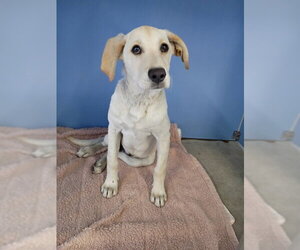 Labrador Retriever Dogs for adoption in San Bernardino, CA, USA