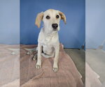 Small Labrador Retriever