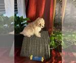 Small #1 Poovanese