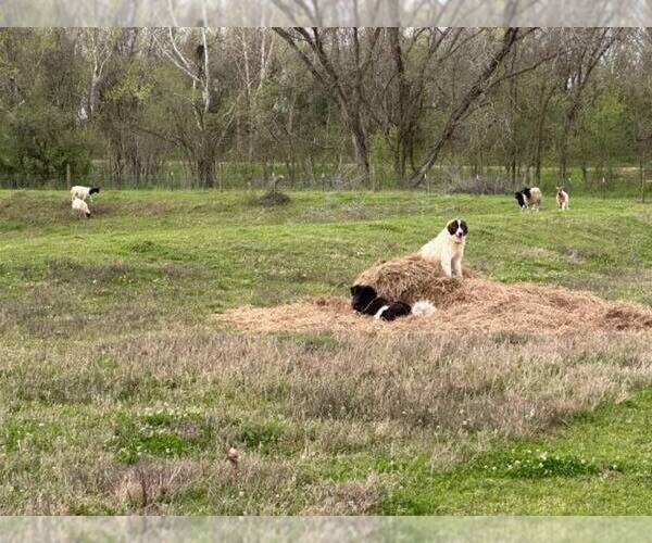 Medium Photo #5 Karakachan Puppy For Sale in ELM GROVE, LA, USA