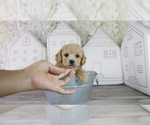 Small Photo #4 Maltipoo Puppy For Sale in FULLERTON, CA, USA