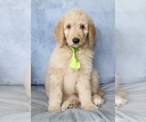 Goldendoodle Puppy for sale in CHERRY CREEK, NY, USA