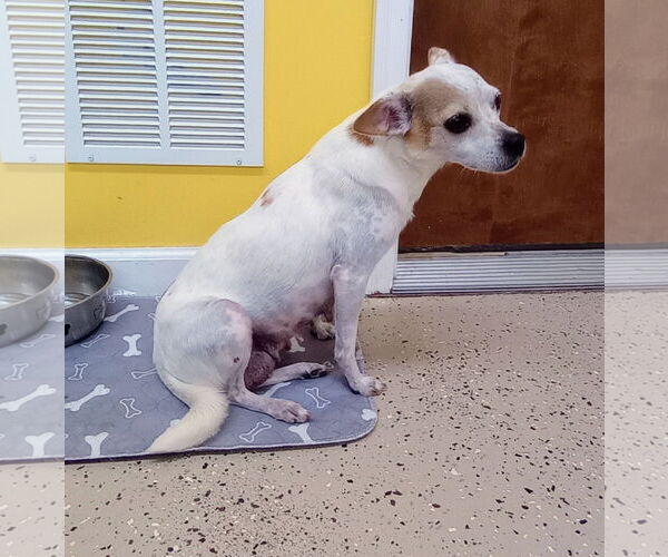 Medium Photo #4 ShiChi Puppy For Sale in York, SC, USA