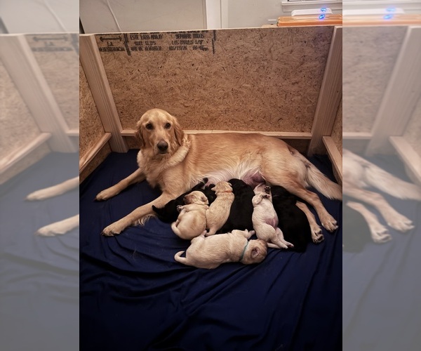 Medium Photo #30 Goldendoodle Puppy For Sale in MATTHEWS, NC, USA