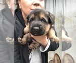Small Photo #14 German Shepherd Dog Puppy For Sale in BRUSH PRAIRIE, WA, USA