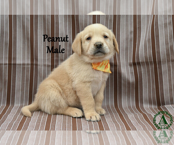 Medium Photo #14 Golden Labrador Puppy For Sale in BRIDGEWATER, VA, USA