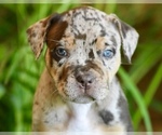 Image preview for Ad Listing. Nickname: Lucia