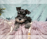 Small Photo #7 Schnauzer (Miniature) Puppy For Sale in BALTIC, OH, USA