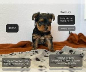 Morkie Puppy for sale in TUCSON, AZ, USA