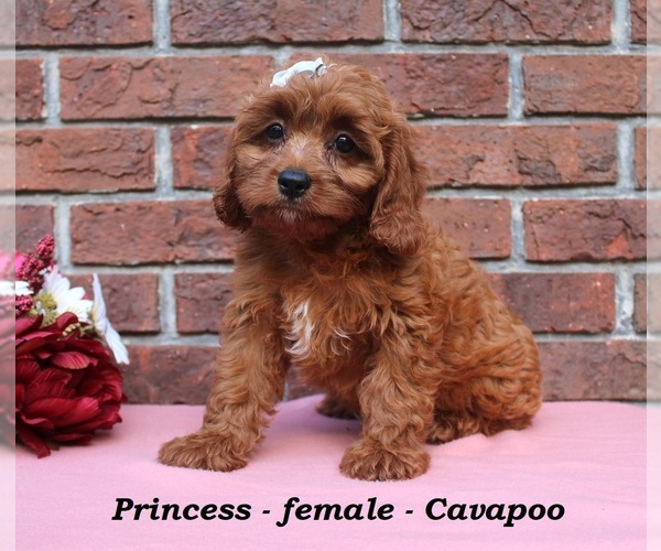 Medium Photo #1 Cavapoo (Miniature) Puppy For Sale in CLARKRANGE, TN, USA