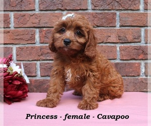 Cavapoo (Miniature) Puppy for sale in CLARKRANGE, TN, USA