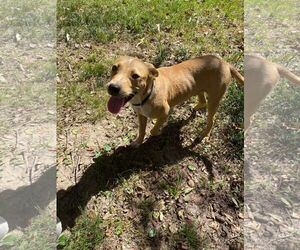 Luke - Male Mutt Dog for Adoption - Photo #4