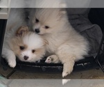 Small Pomeranian