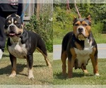 Small Photo #1 American Bully Puppy For Sale in FORT MITCHELL, AL, USA