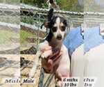 Small #1 Mutt