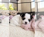 Puppy Storm Morkie