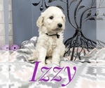 Small Photo #37 Goldendoodle Puppy For Sale in CEDAR GAP, MO, USA