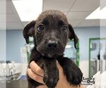 Small #1 Retriever  Mix