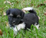 Small Photo #10 Havanese Puppy For Sale in THREE RIVERS, MI, USA