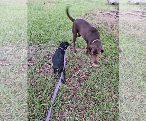 Medium Photo #7 Feist Terrier-Unknown Mix Puppy For Sale in Wakefield, RI, USA