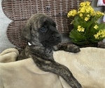 Small Photo #10 Mastiff Puppy For Sale in BRUCETON MILLS, WV, USA