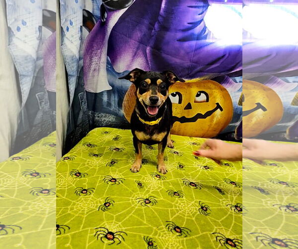 Medium Photo #1 Chihuahua-Unknown Mix Puppy For Sale in Metairie, LA, USA