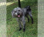 Small #2 Miniature Schnauzer Mix