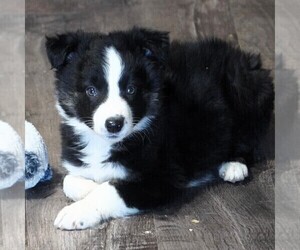 Border Collie Puppy for sale in DOUGLASS, KS, USA