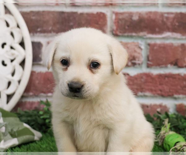 Medium Photo #6 Labrador Retriever Puppy For Sale in SYRACUSE, IN, USA