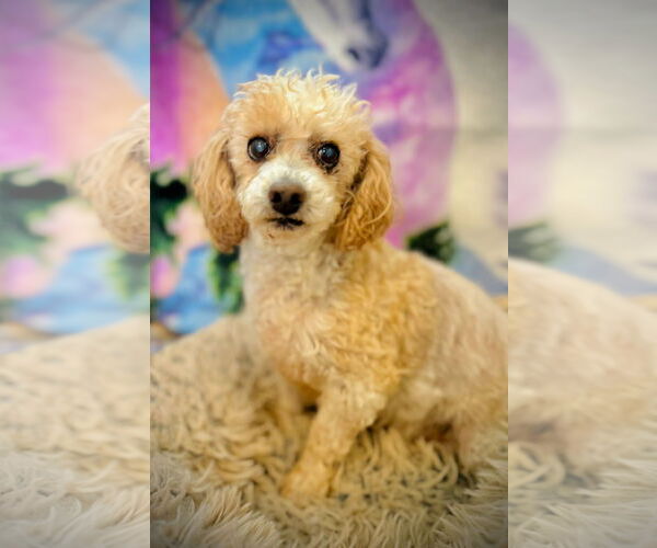 Medium Photo #1 Poodle (Miniature) Puppy For Sale in Pacolet, SC, USA