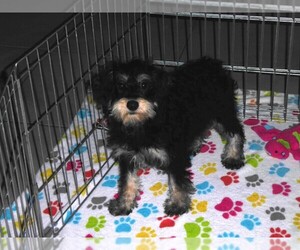 Schnoodle (Miniature) Puppy for sale in ORO VALLEY, AZ, USA