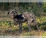 Small #1 Mutt
