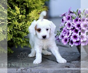 Goldendoodle (Miniature) Puppy for sale in LANCASTER, PA, USA
