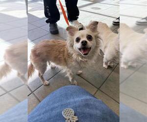 Chihuahua Dogs for adoption in San Antonio, TX, USA