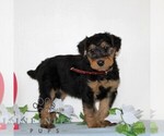Small #2 Airedale Terrier