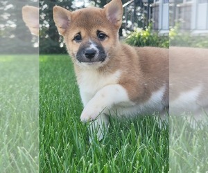 Shiba Inu Puppy for sale in REMSEN, IA, USA