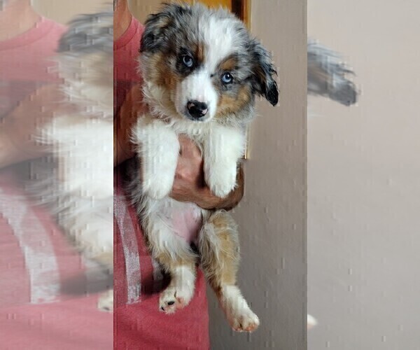 Medium Photo #2 Australian Shepherd Puppy For Sale in LA MIRADA, CA, USA