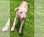 Small #17 American Pit Bull Terrier Mix