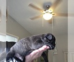 Small #4 Faux Frenchbo Bulldog